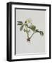 Snow Rose-Moritz Michael Daffinger-Framed Collectable Print