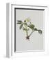 Snow Rose-Moritz Michael Daffinger-Framed Collectable Print