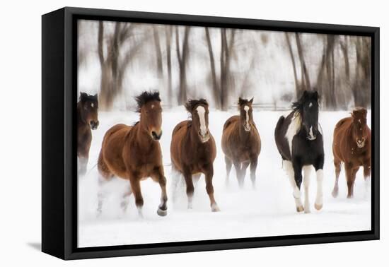 Snow Run I-PHBurchett-Framed Stretched Canvas