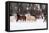 Snow Run II-PHBurchett-Framed Stretched Canvas