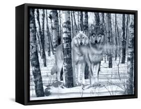 Snow Shadows Silvertones-Gordon Semmens-Framed Stretched Canvas