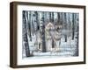 Snow Shadows-Gordon Semmens-Framed Photographic Print