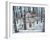 Snow Shadows-Gordon Semmens-Framed Photographic Print