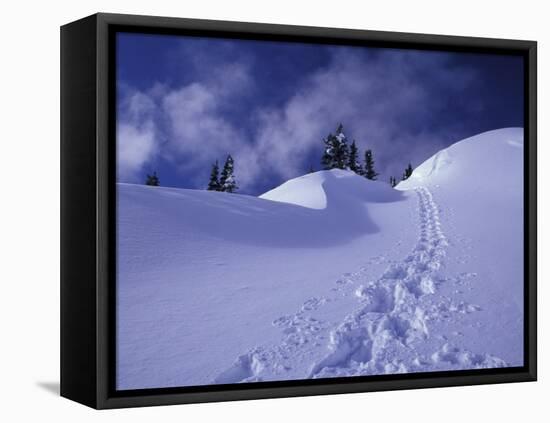 Snow Shoe Trail, Mt. Rainier National Park, Washington, USA-Jamie & Judy Wild-Framed Stretched Canvas