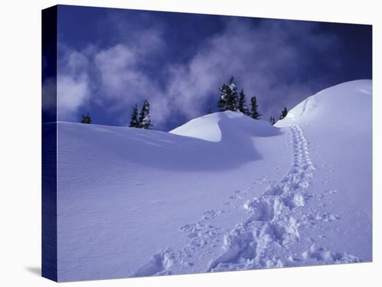 Snow Shoe Trail, Mt. Rainier National Park, Washington, USA-Jamie & Judy Wild-Stretched Canvas