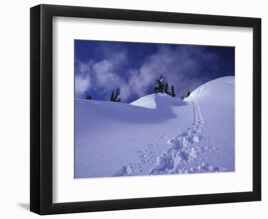 Snow Shoe Trail, Mt. Rainier National Park, Washington, USA-Jamie & Judy Wild-Framed Photographic Print