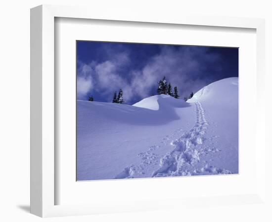 Snow Shoe Trail, Mt. Rainier National Park, Washington, USA-Jamie & Judy Wild-Framed Photographic Print