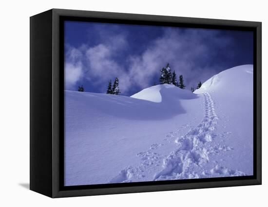 Snow Shoe Trail, Mt. Rainier National Park, Washington, USA-Jamie & Judy Wild-Framed Stretched Canvas