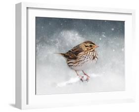 Snow Sparrow-Jai Johnson-Framed Giclee Print