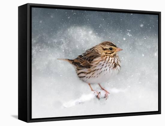 Snow Sparrow-Jai Johnson-Framed Stretched Canvas