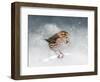 Snow Sparrow-Jai Johnson-Framed Premium Giclee Print