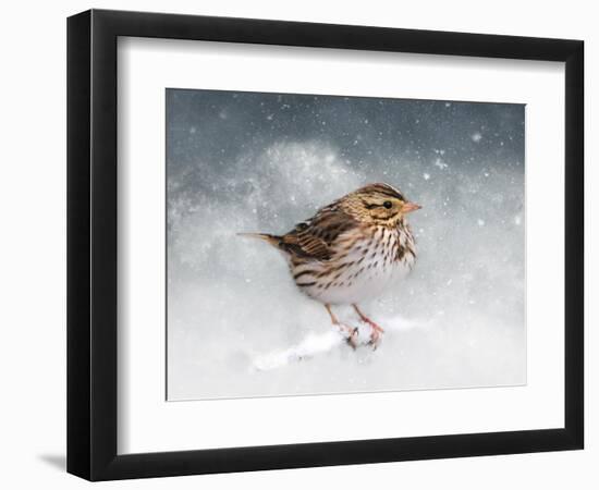 Snow Sparrow-Jai Johnson-Framed Premium Giclee Print