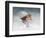 Snow Sparrow-Jai Johnson-Framed Premium Giclee Print