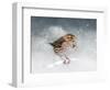 Snow Sparrow-Jai Johnson-Framed Premium Giclee Print