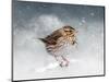Snow Sparrow-Jai Johnson-Mounted Premium Giclee Print