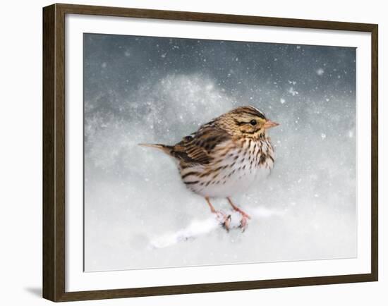 Snow Sparrow-Jai Johnson-Framed Giclee Print