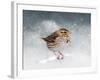 Snow Sparrow-Jai Johnson-Framed Giclee Print