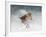 Snow Sparrow-Jai Johnson-Framed Giclee Print