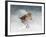 Snow Sparrow-Jai Johnson-Framed Giclee Print