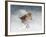 Snow Sparrow-Jai Johnson-Framed Giclee Print