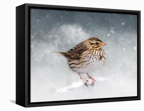 Snow Sparrow-Jai Johnson-Framed Stretched Canvas