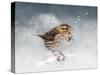 Snow Sparrow-Jai Johnson-Stretched Canvas