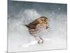 Snow Sparrow-Jai Johnson-Mounted Giclee Print