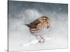 Snow Sparrow-Jai Johnson-Stretched Canvas