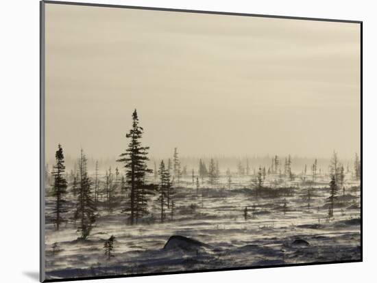 Snow Storm, Blizzard, Churchill, Hudson Bay, Manitoba, Canada-Thorsten Milse-Mounted Photographic Print