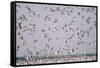 Snow Storm, Snow Geese at Merced Wildlife Refuge-null-Framed Stretched Canvas