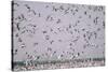 Snow Storm, Snow Geese at Merced Wildlife Refuge-null-Stretched Canvas