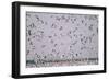 Snow Storm, Snow Geese at Merced Wildlife Refuge-null-Framed Photographic Print