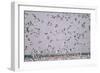 Snow Storm, Snow Geese at Merced Wildlife Refuge-null-Framed Photographic Print