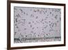 Snow Storm, Snow Geese at Merced Wildlife Refuge-null-Framed Photographic Print