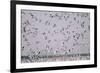 Snow Storm, Snow Geese at Merced Wildlife Refuge-null-Framed Photographic Print