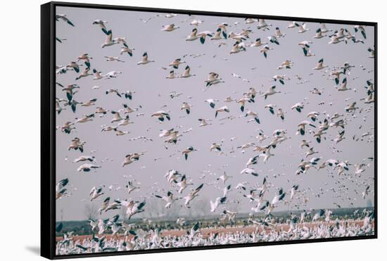 Snow Storm, Snow Geese at Merced Wildlife Refuge-null-Framed Stretched Canvas