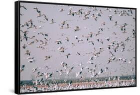 Snow Storm, Snow Geese at Merced Wildlife Refuge-null-Framed Stretched Canvas