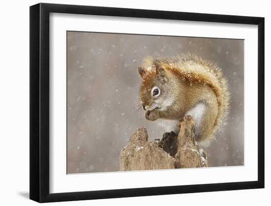 Snow Storm-Mircea Costina-Framed Giclee Print