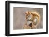 Snow Storm-Mircea Costina-Framed Premium Photographic Print