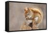 Snow Storm-Mircea Costina-Framed Stretched Canvas