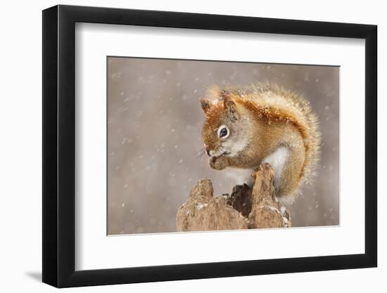 Snow Storm-Mircea Costina-Framed Photographic Print