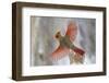 Snow Storm-Mircea Costina-Framed Photographic Print