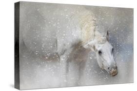 Snow Tickle-Jai Johnson-Stretched Canvas