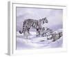 Snow Tigers-Spencer Hodge-Framed Giclee Print