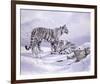 Snow Tigers-Spencer Hodge-Framed Giclee Print