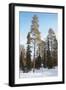 Snow Track in the Forest-pljvv-Framed Photographic Print