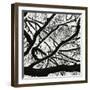 Snow, Tree, c. 1970-Brett Weston-Framed Photographic Print