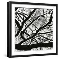 Snow, Tree, c. 1970-Brett Weston-Framed Photographic Print