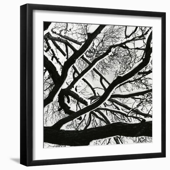 Snow, Tree, c. 1970-Brett Weston-Framed Photographic Print