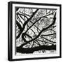 Snow, Tree, c. 1970-Brett Weston-Framed Photographic Print